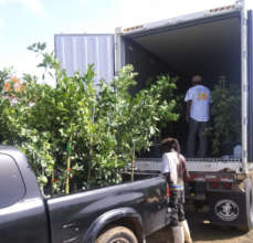 CFVI partner distributes fruit trees