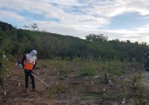 Protectores de Cuenca cares for young trees