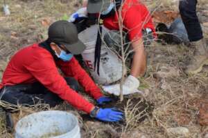 Volunteers helped plant 680 trees in Puerto Rico