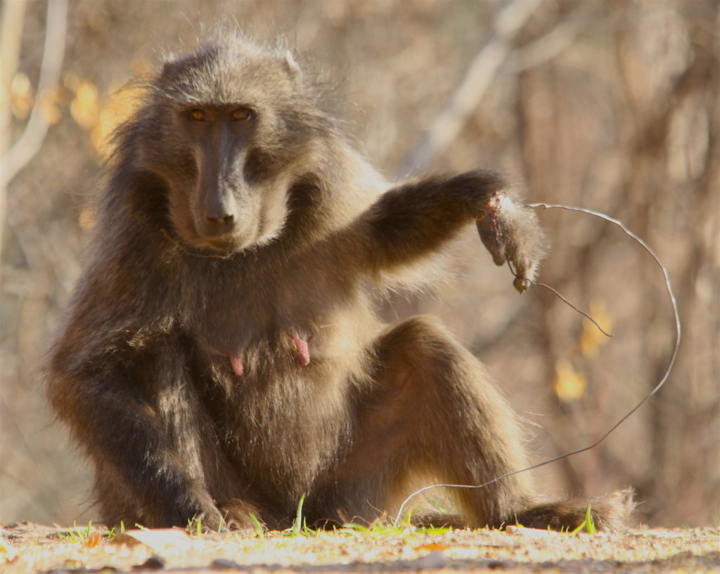 Baboons need us - Help us get to them