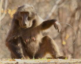 Nikita was saved from a  snare