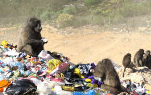 Baboons find food in waste dumps.