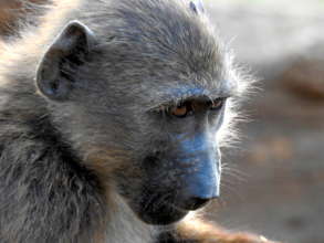 Orphaned baboons need help
