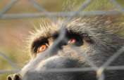 Baboons need us - Help us get to them