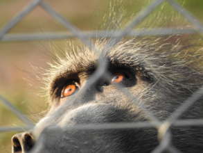 Baboons need us - Help us get to them