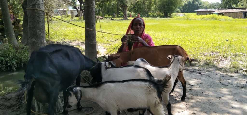 Reports on Goat for livelihood support for poor women - GlobalGiving