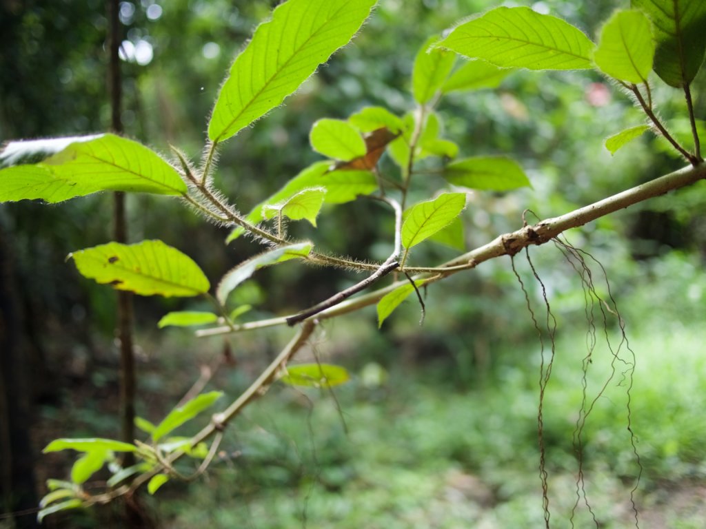 Farmacia Viva: Medicinal Forest Garden in Paoyhan
