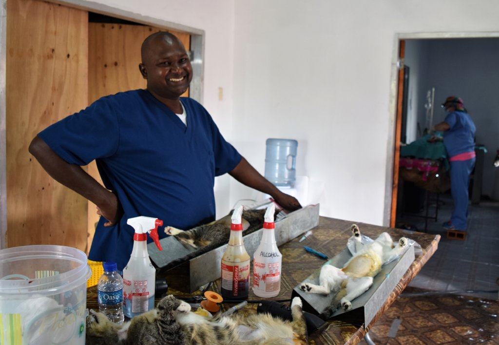 Vaccinate and Sterilize Cats and Dogs on Trinidad