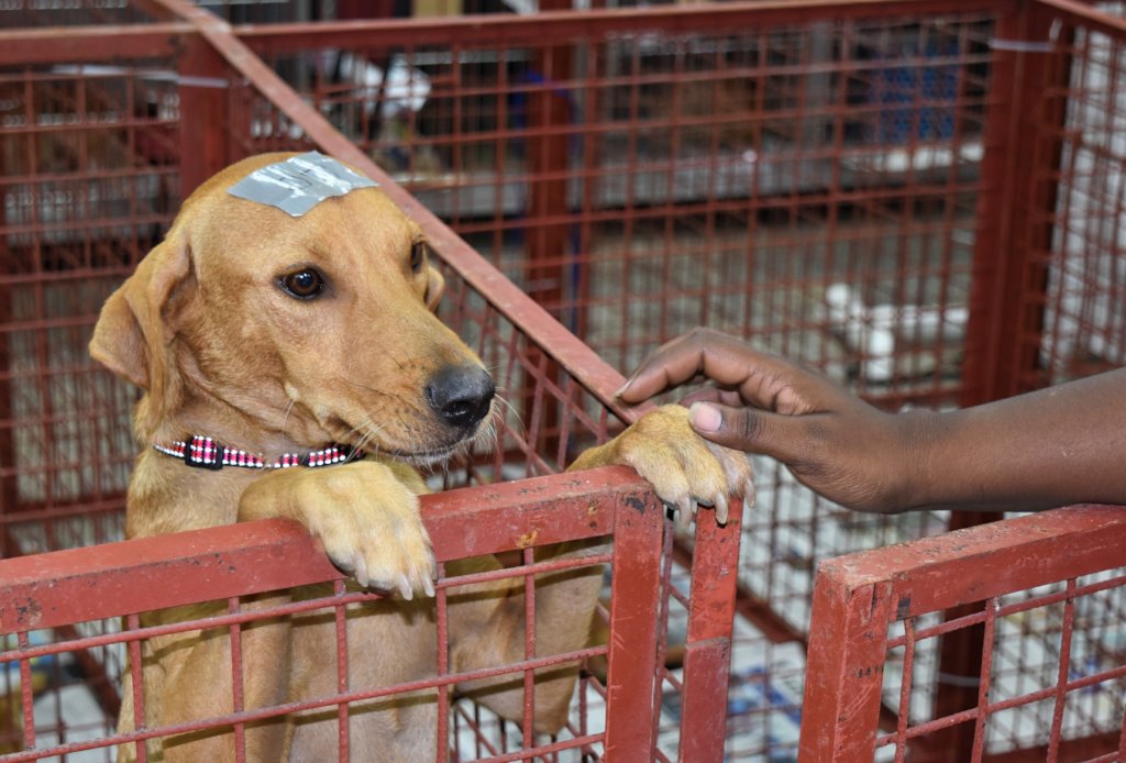 Vaccinate and Sterilize Cats and Dogs on Trinidad