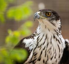 Picture of our African Hawk Eagle.