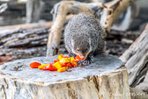 Feeding the mongoose