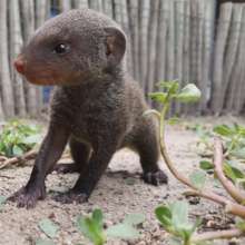 Monty the baby mongoose