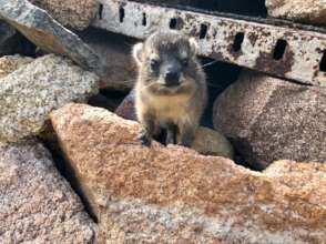 Baby Dassie