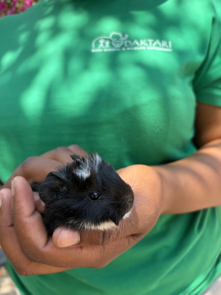 Cute baby guinea pig!