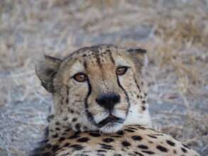 Crunchie, the beautiful cheetah