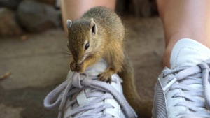 George the baby squirrel
