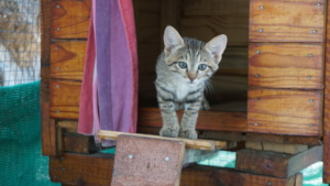 Bonnie the Wild Cat