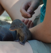 Goose the Mongoose