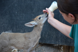 Wally the Duiker