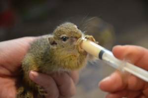 Baby squirrel