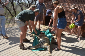 Carrying the cheetah in the capture cage
