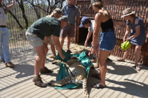 Carrying the cheetah in the capture cage