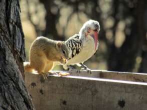 Beautiful wildlife surrounding the camp of DAKTARI