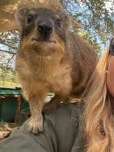 Eric, the playful dasse (rcok hyrax)