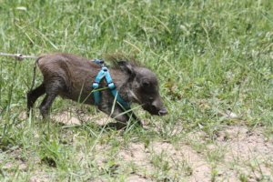 Boris the Warthog