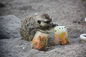 Karools doing his enrichment activity