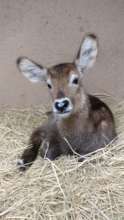 Pacou the waterbuck
