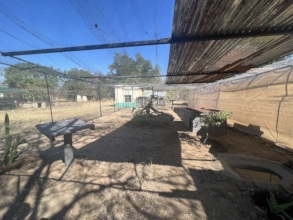 Serval New Enclosure