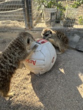 Meerkats Enrichment