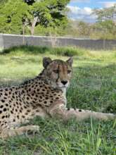 Toby, our beloved cheetah