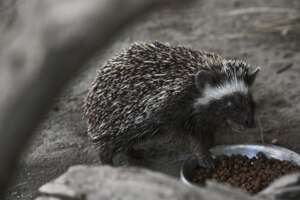 Luna the blind South African Hedgehog