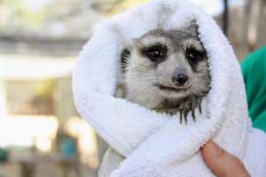 Our happy Meerkats.