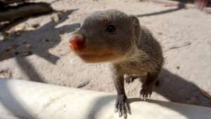 Monty the mongoose