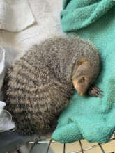 Pepi when the vet visited <3