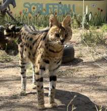 Scuffball, our serval