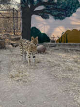 New painting for Scruffball's enclosure!