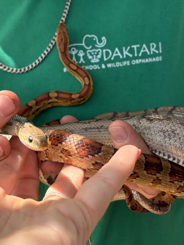 Our snakes are growing!