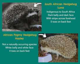 Differences between hedgehogs