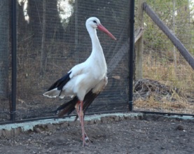 Sigourney the White Stork