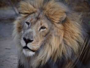 Telo, the impressive lion