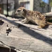 Our meerkat Tiki in his improved enclosure