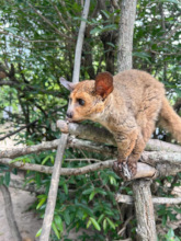 Banchee, the thick tailed bush baby