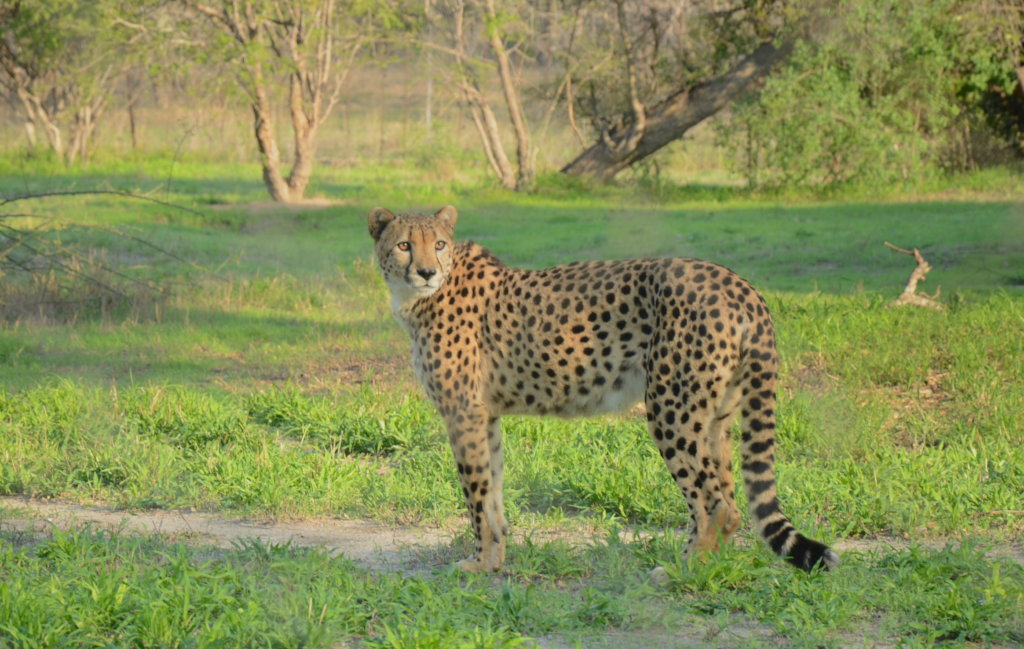 Magnus our retired cheetah