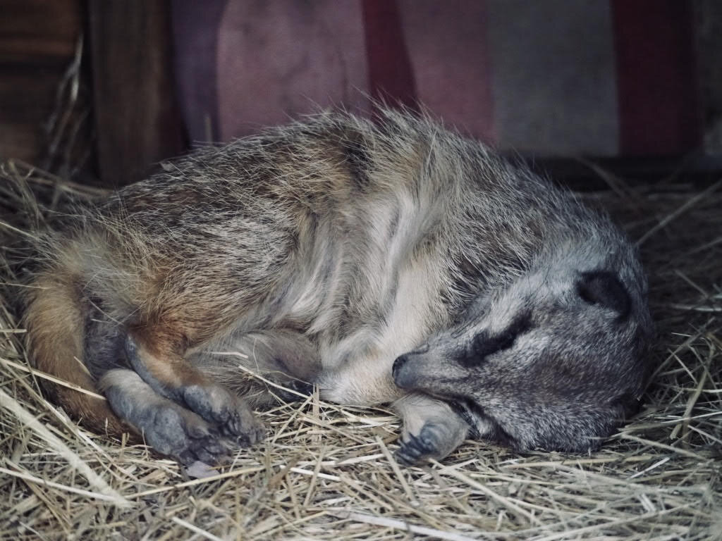 Keep Our Rescued Animals Healthy & Safe