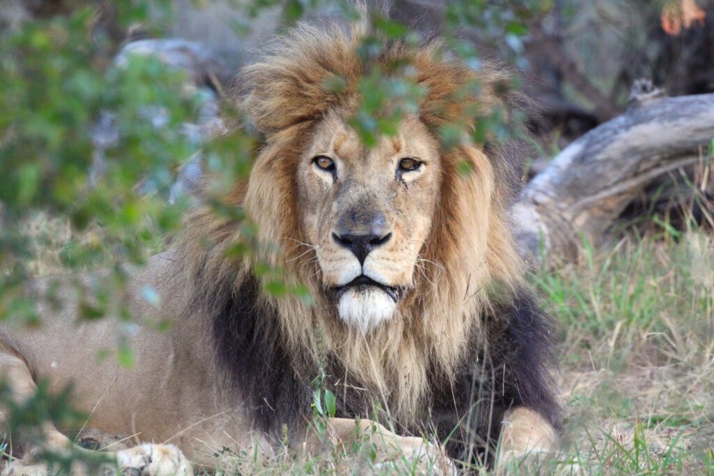 Keep Our Rescued Animals Healthy & Safe