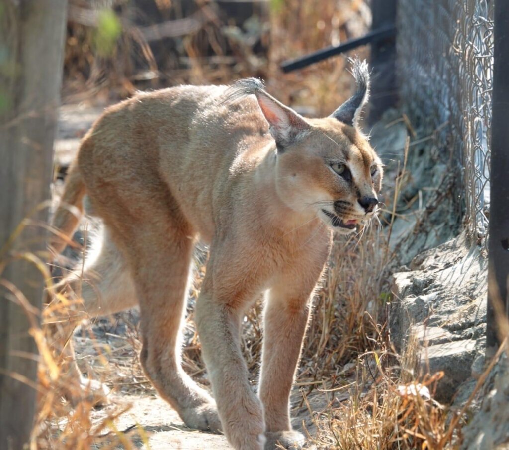Keep Our Rescued Animals Healthy & Safe